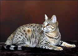 Beautiful Sandy Spots at 8 months - our first Savannah here!! She's a gorgeous F2 foundation Savannah and her grandfather is a full African Serval!!