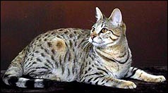 SelectExotics Sandy Spots of Foothill Felines is a gorgeous, typey Savannah female with tremendous personality, great size and type!