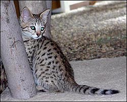 Sandy Spots Savannah Female F2 Kitten at 8 weeks old - her grandfather is an African Serval!