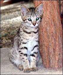 Sandy Spots Savannah Female F2 Kitten at 9 weeks old!