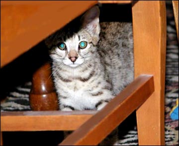 Sandy Spots Savannah Kitten Female F2 at 8 weeks old - Savannahs are a hybrid breed of cat resulting from crossing an African Serval to a domestic cat!