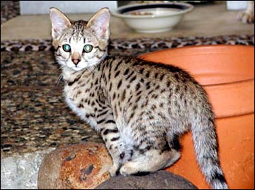 Sandy Spots Savannah Female F2 Kitten at 8 weeks old - her grandfather is a spotted African Serval!