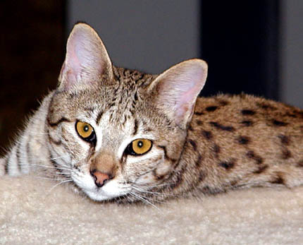 Sandy Spots is the epitome of powerful, athletic, large, muscular Savannah cats - however, she also happens to be a teddy bear!!