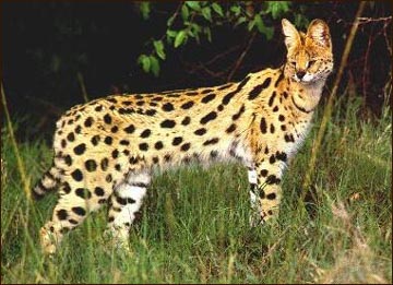 The African Serval is the foundation cat for the new breed called Savannahs