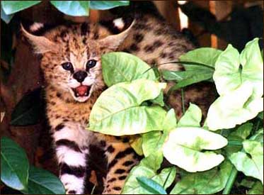 The African Serval is the foundation cat for the new domestic cat breed called Savannahs