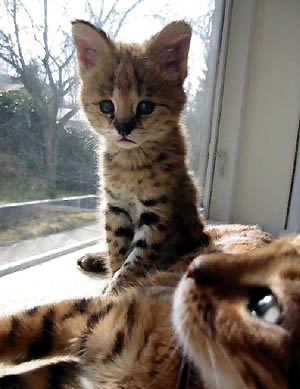This picture of a baby African Serval cub, the foundation cat of the domestic Savannah hybrid!!