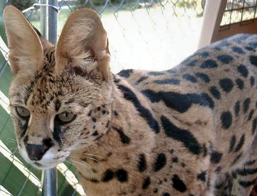The spotted, beautiful Serval is one of the friendliest of the wild cats