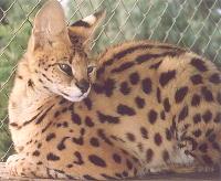 The Wild Cats - The African Serval