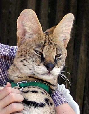 This picture of a young African Serval cub, the foundation cat of the domestic Savannah hybrid!!