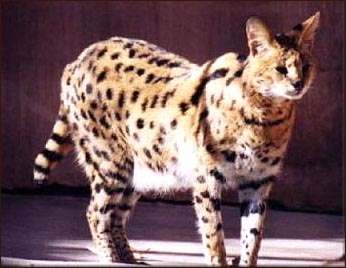 The African Serval is the foundation cat for the new domestic cat breed called Savannahs