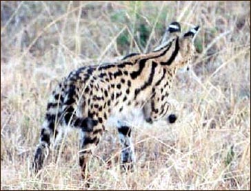 The African Serval is the foundation cat for the new domestic cat breed called Savannahs