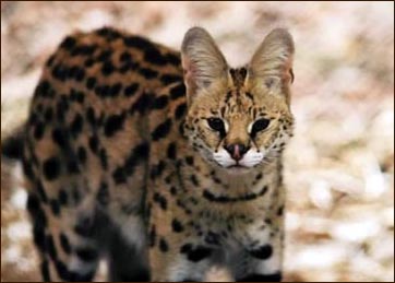 The African Serval is the foundation cat for the new breed called Savannahs
