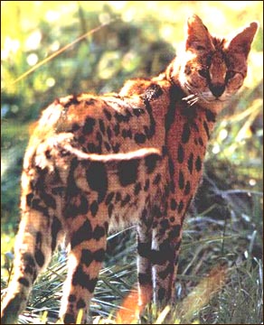 The African Serval is the foundation cat for the new domestic cat breed called Savannahs
