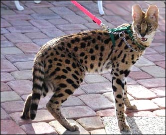 The African Serval is the foundation cat for the new domestic cat breed called Savannahs