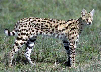 This picture of an African Serval Cat is the epitome of powerful, athletic, muscular small wild cats and is the foundation ancestor cat of the Savannah breed!!
