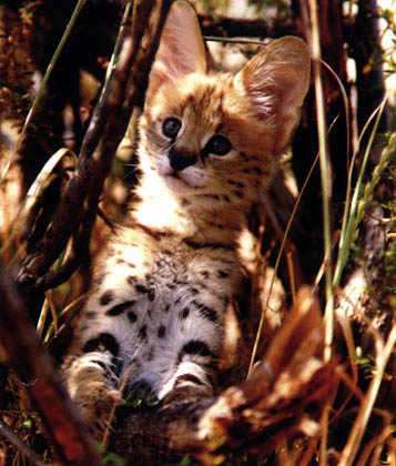 African Servals are powerful, athletic, lean, muscular cats who are very friendly towards humans!!