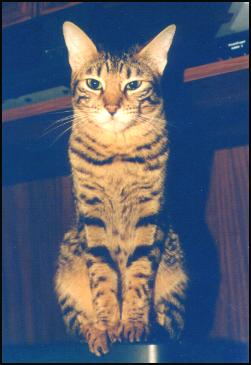 Sheera Khan at 2 1/2 years old - a top breeder Bengal female for Glimmermere Cattery in South Africa!