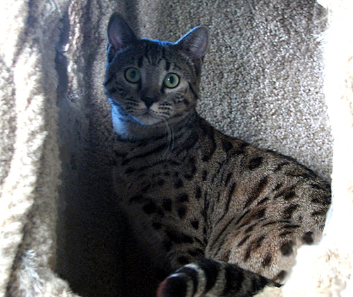 Shelby Spots is a beautiful domestic Savannah female - Savannahs are gorgeous, loving spotted cats with the African serval for their wild ancestor!!
