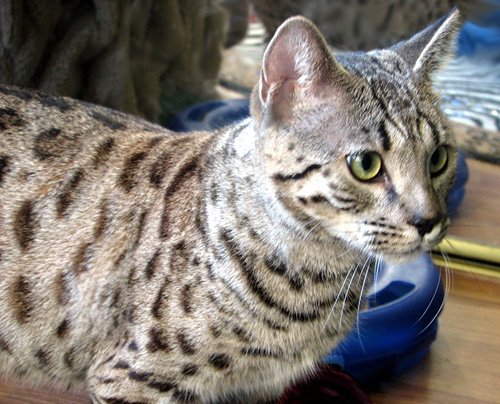 Beautiful Shelby Spots, brown spotted Savannah female kitten with the African Serval ancestry and type at 9 months  old!