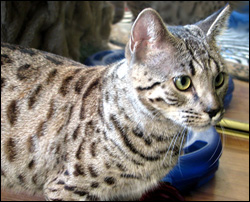 Shelby Spots is a black nosed, inky black spotted Savannah with hooded eyes, a very serval looking head and ears, great cheetah teardrop markings, a wonderful personality, and her ancestor is a full African Serval!!