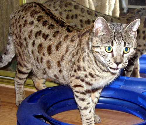 Shelby Spots is a beautiful domestic Savannah female - Savannahs are gorgeous, loving spotted cats with the African serval for their wild ancestor!!