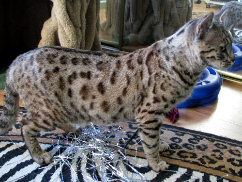 Shelby Spots is a beautiful domestic Savannah female - Savannahs are gorgeous, loving spotted cats with the African serval for their wild ancestor!!