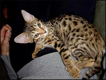 Foothill Felines Shundor, a gorgeous leopard spotted SBT Bengal female kitten at 12 weeks!