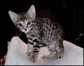 Foothill Felines Shundor, a gorgeous, black spotted Bengal female at 7 weeks old!