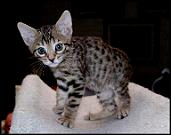 Cute leopard female with great black spots at 7 weeks old!