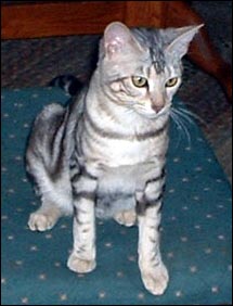 Type and Beauty - Marble Silver Bengal Female Breeding Queen at 8 months old!