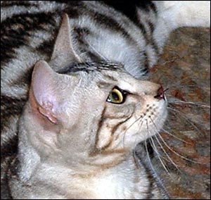 Silver! - Marble Silver Bengal Female Breeding Queen at 8 months old!