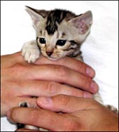 Silver marble female Bengal kitten at 5 weeks old!