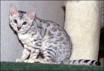 Spothaven Monsoon of Foothill Felines at 3 1/2 months, showing off his silver spotted beauty including velvety pelt, rosettes, and contrast.