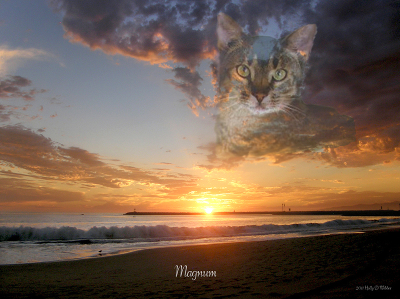 Foothill Felines Magnum, my photographic memorial to the cat who changed my life 
and that of so many others!! Because of Nu-Vet Plus supplements, he overcame multiple major health issues and lived 
an extraordinary life of over 20 years!!