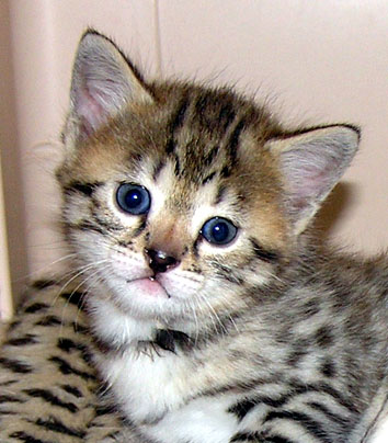 Savannah Kitten Foothill Felines Smarty Spots