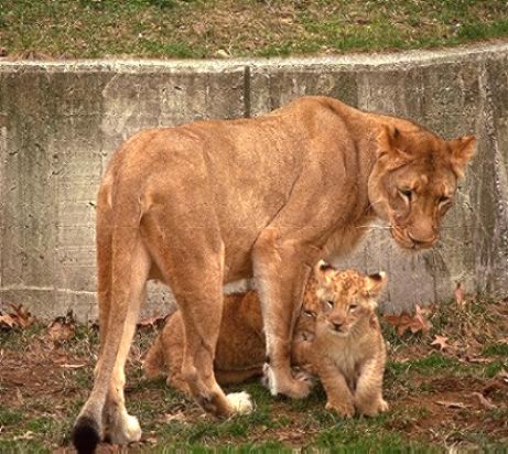 Barbary Lioness with cubs at HDW's Big Cats picture section.