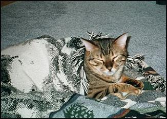 Smokey and the Bandit - Smokey the spotted Bengal under his blanket!