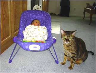 Foothill Felines Smokey being careful and loving towards baby Audrey!