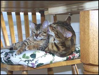 Smokey and the Bandit - Smokey the spotted Bengal on the left, and Bandit the marble Bengal on the right!