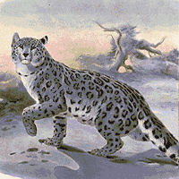 Snow Leopard Animation