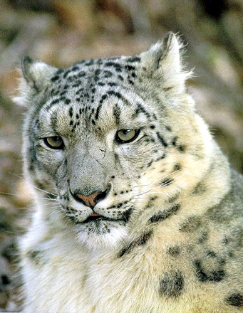 Snow Leopard in beautiful portrait at HDW's Wild and Big Cats!