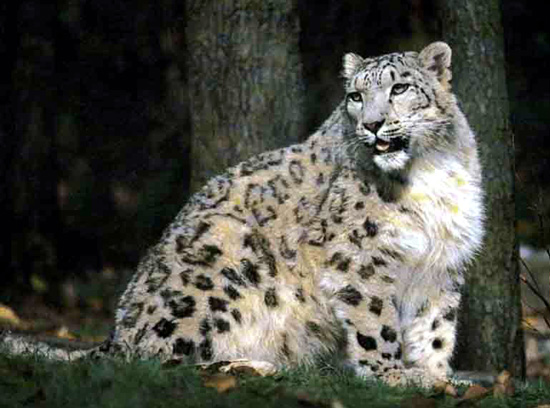 Snow Leopard Cat in beautiful portrait at HDW's Big Cats!