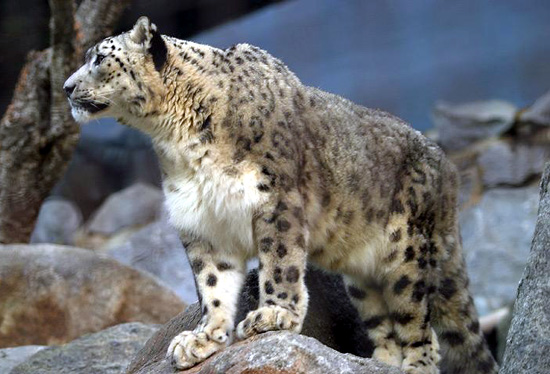 Snow Leopard Cat in beautiful portrait at HDW's Big Cats!