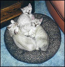 photo of Marshamelo's three spotted lynx point daughters
