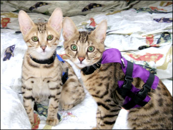 Foothill Felines Aslan and Foothill Felines Loki, adorable Savannah kittens from Sunny Spots and Malamute, are wonderful and loving pets!