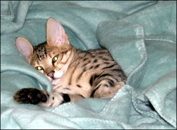 Foothill Felines Loki, a gorgeous Savannah kitten from Sunny Spots and Malamute, on his first boating trip!