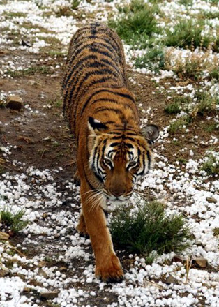 The South China Tigers are beautiful but are virtually extinct in the wild and desperately need our conservation support and help.