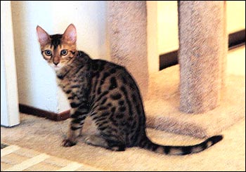 Foothill Felines Spencer, a gorgeous leopard spotted SBT Bengal male, in his new home!