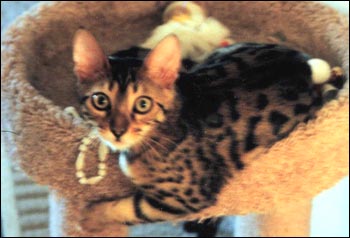 Foothill Felines Spencer, a gorgeous leopard spotted SBT Bengal male, in his new home!