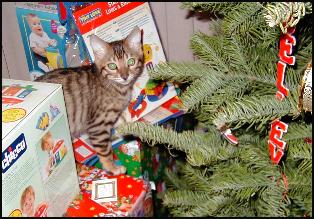 Spyder, a gorgeous, show quality leopard spotted Bengal male, at 14 weeks old!